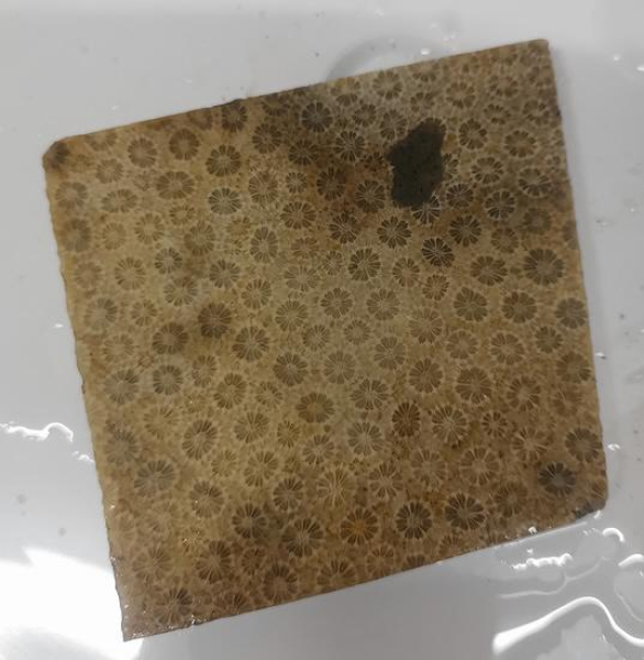 Slab Fossile Koralle